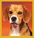   - Beagle Portrait Bookmark