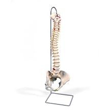 3B Scientific A58/4 Classic Flexible Spine Model with Female Pelvis, 29.1" Height