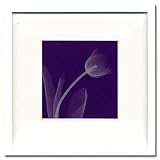 X-Ray PHOTOGRAPHY（レントゲンフォトグラフィー）ポスターフレーム Steven N.Meyers / Tulip Silver 330x330x30mm