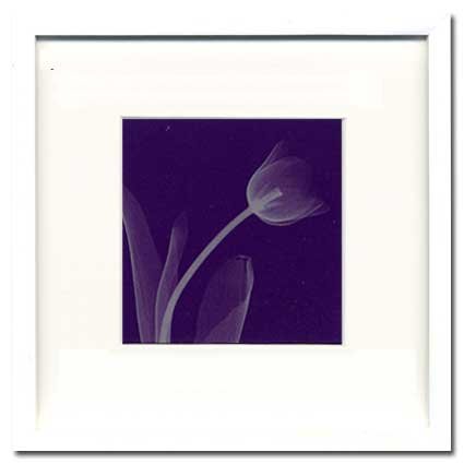 X-Ray PHOTOGRAPHY（レントゲンフォトグラフィー）ポスターフレーム Steven N.Meyers / Tulip Silver 330x330x30mm 