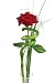 Single Red Rose