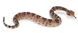 Safari LTD Incredible Creatures Sidewinder Rattlesnake