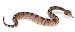 Safari LTD Incredible Creatures Sidewinder Rattlesnake