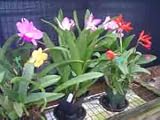 Economy Cattleya Alliance Hybrid Special