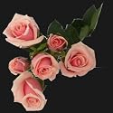 LAST CHANCE FOR VALENTINE'S DAY DELIVERY Over 100 Blooms of Pink Spray Roses, Buy 50, Get over 50 FREE. ONLY BY SPRING IN THE AIR.