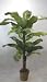 7 1/2' DOUBLE Banana Palm