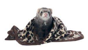 Marshall Pet Products SMR00112 Fleece Blanket