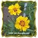 Largeflower Tickseed (Coreopsis grandiflora) Jumbo Wildflower Seed Packet (1000)