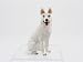 Figurine German Shepherd Collectible Dogs Hand Painted Resin