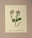 1820 Thlaspi Rotundifolium Gaud Victorian Flower Print