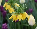 1 Large Yellow Fritillaria imperialis Lutea Crown Imperial Flower Bulb