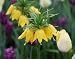 1 Large Yellow Fritillaria imperialis Lutea Crown Imperial Flower Bulb