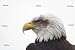 'Bald Eagles' Walls Decal - 60