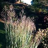 Switch Grass (Panicum virgatum) - Jumbo Wildflower Seed Packet