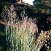 Switch Grass (Panicum virgatum) - Jumbo Wildflower Seed Packet