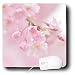 Amy Dyckovsky Roadside Collection - Kwanza Pink Cherry Blossoms - Mouse Pads