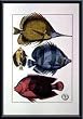 Art Poster Metal Framed Print - Butterfly and Sun Fish - Artist: unknown- Poster Size: 18 X 14
