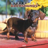 Dachshunds, Miniature 2008 Square Wall