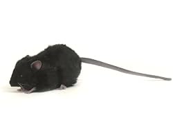 Black Mouse Stuffed Animal Plush Toy By Hansa 5" L