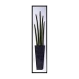 �s���[�t�p�l���tSansevieria stuckyi(�T���Z�x���A�E�X�^�b�L�[/����Η�)