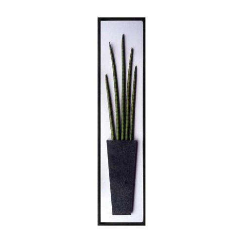 《リーフパネル》Sansevieria stuckyi(サンセベリア・スタッキー/筒千歳蘭) 