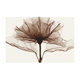A Rose (sm.) - Art Print - 35.6x30.5cm - Art247 Poster Print