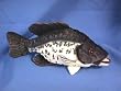 Black Crappie Plush Toy 12.5" Long