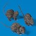 Realistic Hairy Rats - set of 3