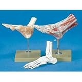 Functional Foot/Ankle Anatomical Models - Rigid Plastic Foot Model