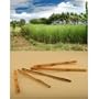 Raw Sugar Cane Swizzle Sticks - Pack of 20