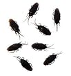Fake Cockroaches ( Box of 25)