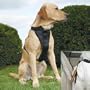 Kurgo Tru-fit Dog Harness, Small (Dogs weighing 10 to 25 Pounds), Black