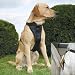 Kurgo Tru-fit Dog Harness, Medium (for Dogs 25 to 50 Pounds), Black