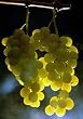 Thompson Seedless Grape Vine -- 6 by 6 Inch Container by Monrovia Growers