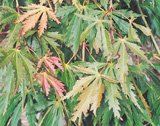 Review   / 1.5m Japanese Maple Plant - Acer Palmatum Omureyama