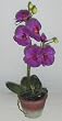 21" Purple Phaleonopsis Orchid (Purple)