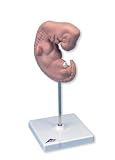3B Scientific Embryo, 25 times life-size