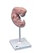 3B Scientific Embryo, 25 times life-size