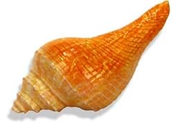 Spiral Shell Small
