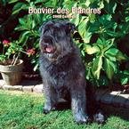 Bouvier des Flandres Wall 2008