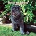 Bouvier des Flandres Wall 2008