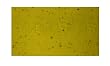 Cinelli Cork Tape Yellow - Cinelli
