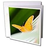 Albom Design Animals - Orange Butterfly Queensland Australia - Greeting Cards-12 Greeting Cards with envelopes