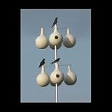 15' Aluminum Cross Purple Martin Pole Kit With 8 Gourds