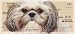 shih tzu - Personal Custom Bank Checks: Faithful Friends - Shih Tzu Personal Check Designs
