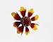 Red and Yellow Coreopsis Flower - 24