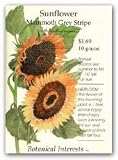 Mammoth Grey Stripe Sunflower Heirloom Seeds - B000WY4ALE