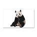 22 x 14 Wall Vinyl Sticker Panda Bear Youth