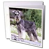 Dogs Schnauzer - Schnauzer - Greeting Cards-12 Greeting Cards with envelopes