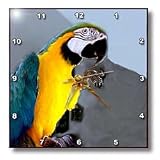 Birds - Blue and Gold Macaw - Wall Clocks